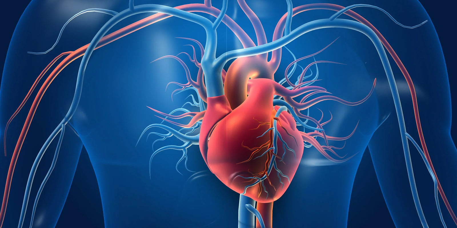 Hydratation et santé cardiovasculaire : la clé d’un cœur en bonne santé