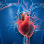 Hydratation et santé cardiovasculaire : la clé d’un cœur en bonne santé