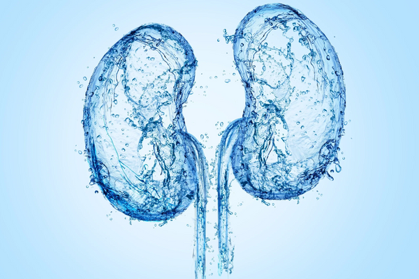 Hydratation et fonction rénale : la clé d’un système de filtration sain