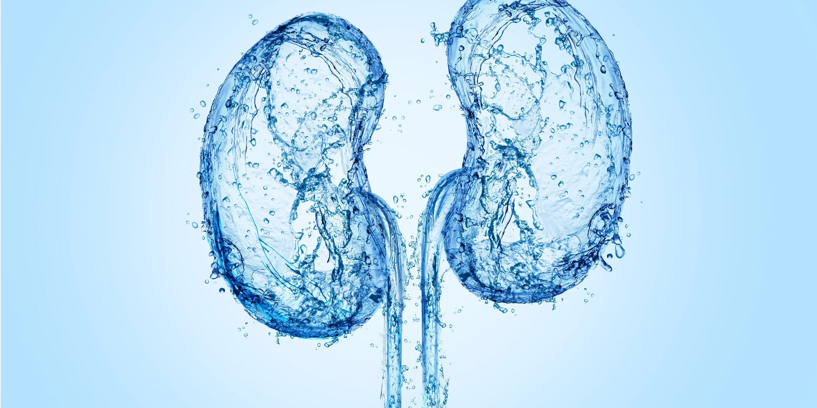 Hydratation et fonction rénale : la clé d’un système de filtration sain